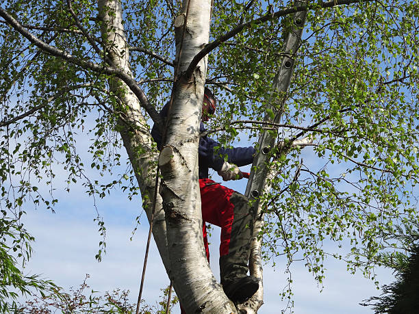 Best Seasonal Cleanup (Spring/Fall)  in USA